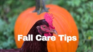 Chick Care in the Fall  Tips for Raising Backyard Chickens [upl. by Keraj]