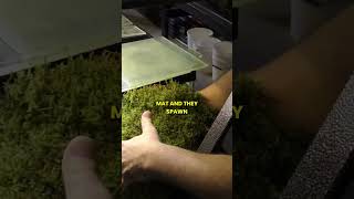 Use This Natural Trick to Raise Fry aquariumcoop aquariumadvice aquariumfish [upl. by Aliac474]