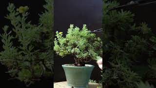 Summer Pruning Potentilla bonsai [upl. by Cortney]