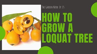 How To Grow a Loquat Tree [upl. by Haldan397]