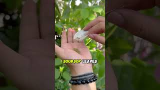 Benefits of Soursop Tea Colon Cleanse and Boosting Immune System [upl. by Slayton]