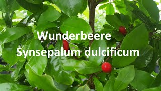 Wunderbeere  Synsepalum dulcificum [upl. by Vaughn490]