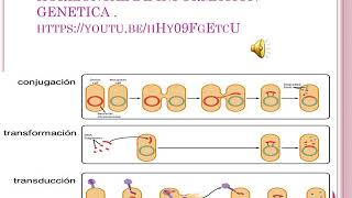 Clase 2 Recombinación genética en Procariotas [upl. by Rakso865]