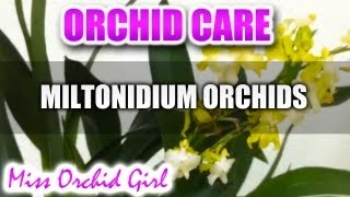 Orchid Care  Miltonidium Oncidium Intergeneric [upl. by Nylia632]