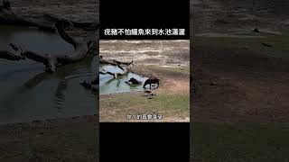 疣豬不怕鱷魚來到水池瀟灑 野生動物 動物解說 [upl. by Elem]