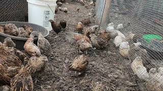 Raw UnCut Look at Raising Bobwhite Quail Chickens amp Hatchery [upl. by Annuahsal]