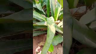 Snake plant kyi prakar ke hote Hainshortvideo youtube gardnig [upl. by Petronille192]