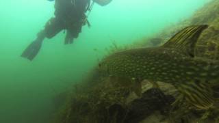 Huge pike carp and an unconventional ascent in Dosthill Quarry UK [upl. by Sabir]