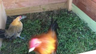 Aggressive Ginger Old English Game Bantam [upl. by Nois]