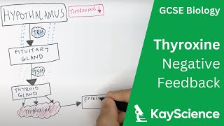 Negative Feedback of Thyroxine  GCSE Biology 91  kaysciencecom [upl. by Ted]