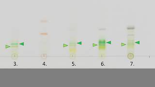 Interpretacja chromatografii barwników fotosyntetycznych [upl. by Novihc]