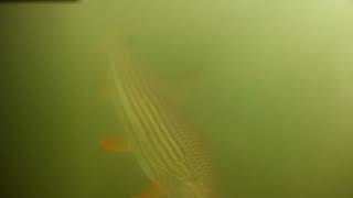 Tiger Fish Under Water Strike Wolf Pack Attack [upl. by Josias527]