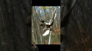 Battle for Life Squirrel vs hawk  a thrilling escape animalssurvival naturewildlife [upl. by Theis417]