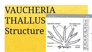 Lecture 01 VAUCHERIA Thallus Structure [upl. by Anawait]