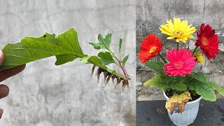 How to propagate Gerbera flowers from leaves is very simple [upl. by Queridas375]