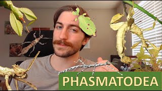 Phasmatodea Stick and Leaf Insects  Order Spotlight [upl. by Ahsratal228]