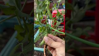 Sugar Snap Peas happy gardening [upl. by Bobina]