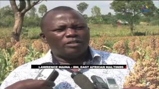 Sorghum grain replaces maize as alternative for farmers [upl. by Ahselat]