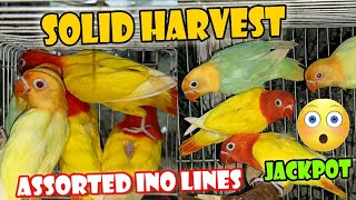 Solidong Harvest  First Creamino Opaline sa aking Aviary 😍 Vlog  54 [upl. by Card]