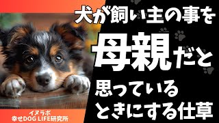 犬が飼い主のことを母親だと思っているときにする仕草 [upl. by Taima]