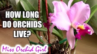 How long do orchids live  Understanding how orchids grow [upl. by Myron1]