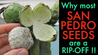 Why most San Pedro cactus seeds are a ripoff Trichocereus Pachanoi [upl. by Tiler]