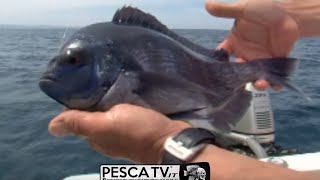 Tecnica di PESCA delle TANUTE in mare barca a LIGHT DRIFTING video completo x pescatori bolentino [upl. by Ahsinom]