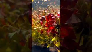 LUDWIGIA REPENS ABSOLUTELY STUNNING AQUARIUM PLANT For Sale [upl. by Latin]