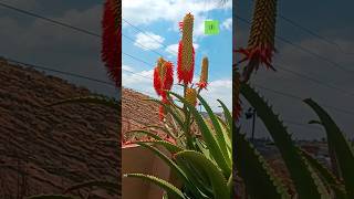 Blooming aloes aloe aloeverablosso clips fypagefreedomreels shortsfreelife Lifestylefyp [upl. by Wheelwright]