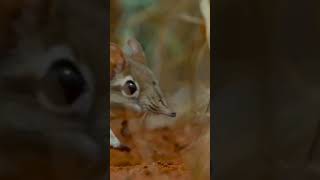 Tikus gajah atau elephant shrew cek video lengkapnya 👆👆 shorts [upl. by Tenner]