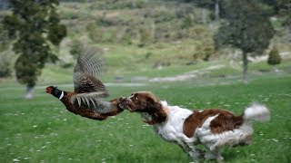 10 Melhores Raças De Cachorros De Caça [upl. by Marika]