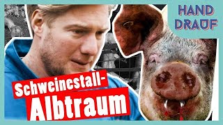 DGS  Bestrafung Marc kriegt Panik im Schweinestall  DSDN [upl. by Grosz961]