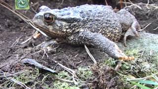 Bufo spinosus SAPO COMÚN [upl. by Annoid]