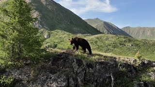 Mongolia Valley of the Bears  Trailer 2024 [upl. by Marolda230]