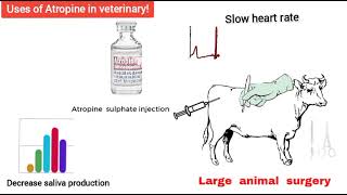 Atropine in veterinary medicine  Uses of Atropine  side effects of atropine in animals [upl. by Ettigirb]