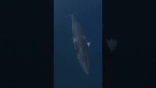 Listen to the Unique Sounds of Dwarf Minke Whales 🐋 minkewhale dwarfminke [upl. by Lander]