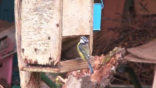 Comptage des oiseaux des jardins avec la LPO à Poitiers [upl. by Einahpet]