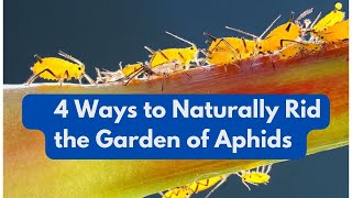 4 Ways to Naturally Rid the Garden of Aphids [upl. by Kcirdet518]