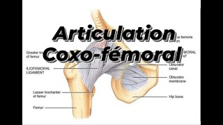 ARTICULATION COXO FEMORAL [upl. by Thorwald627]