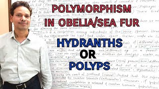 Polymorphism in Obelia Sea Fur  Hydranths or Polyps  For IASNEETGATENET and BSc [upl. by Woodcock]