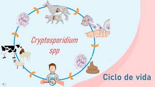 Cryptosporidium spp Ciclo de Vida Medicina Veterinaria y Zootecnia [upl. by Audsley]