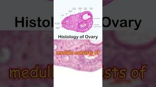 quotOvary Histology Key Features and Essential Conceptsquot [upl. by Eilhsa]