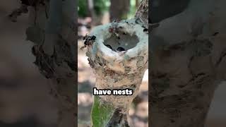 This is What a Hummingbirds Nest Looks Like [upl. by Asyen]