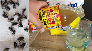 How to Get Rid of Flies Inside and Outside of Your House [upl. by Atikel]