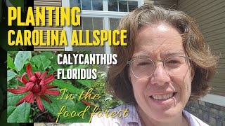 Planting Carolina Allspice In The Food Forest [upl. by Irneh]