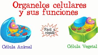 🌐Organelos celulares y sus funciones💥 Fácil y Rápido  BIOLOGÍA [upl. by Verene971]