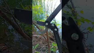 How to use loppers diy gardentools garden gardening backyardgarden loppers [upl. by Ardnekahs]