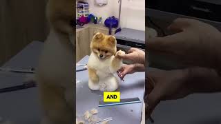 Dog Grooming Has Never Been This Adorable [upl. by Feinstein]