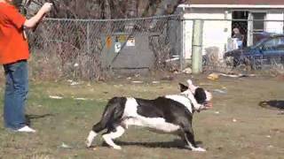 Olde English Bulldogges playing 6 months old [upl. by Barr]