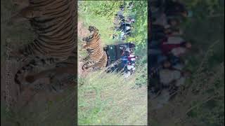 Tadoba k mark tigress with cubs [upl. by Gotthard]